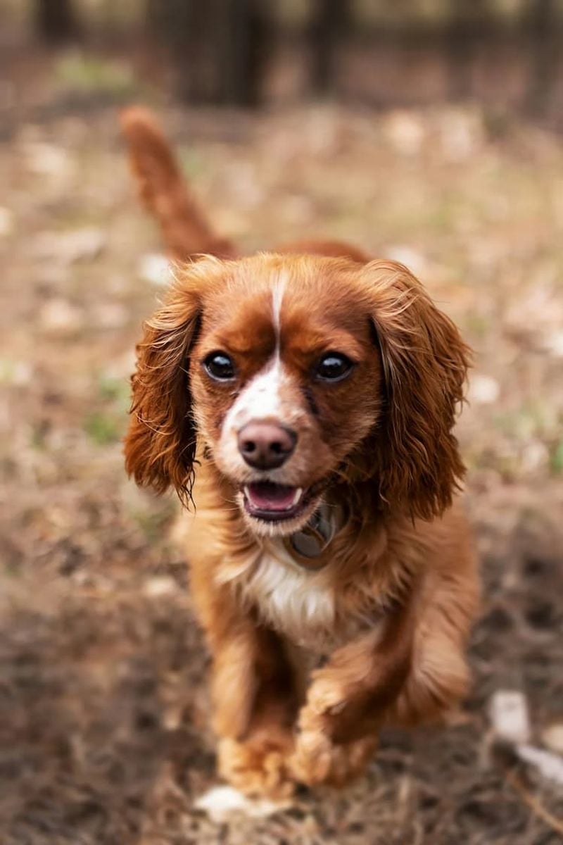 Cavalier King Charles Spaniel: Royal Lap Warmer