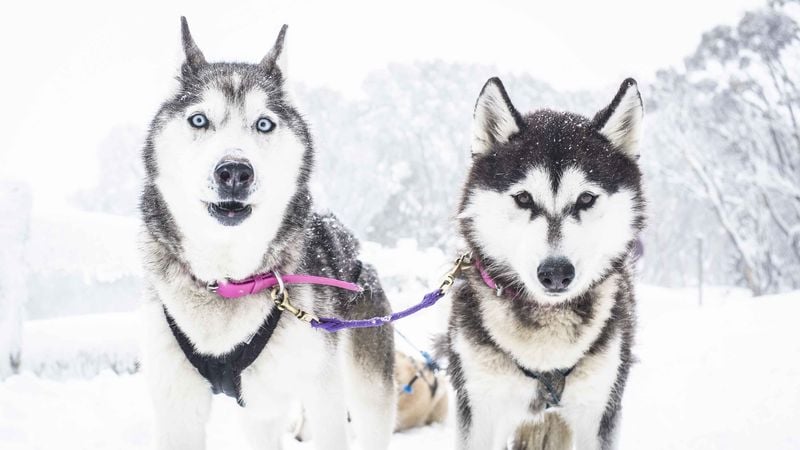 Siberian Husky