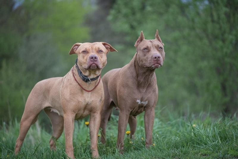 How Pit Bulls Went from Family Favorite to Feared Breed