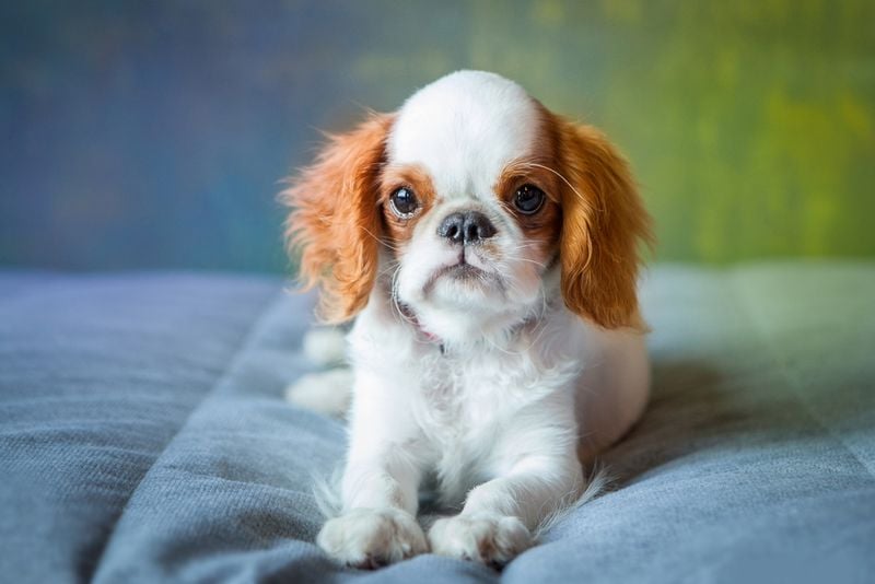 English Toy Spaniel