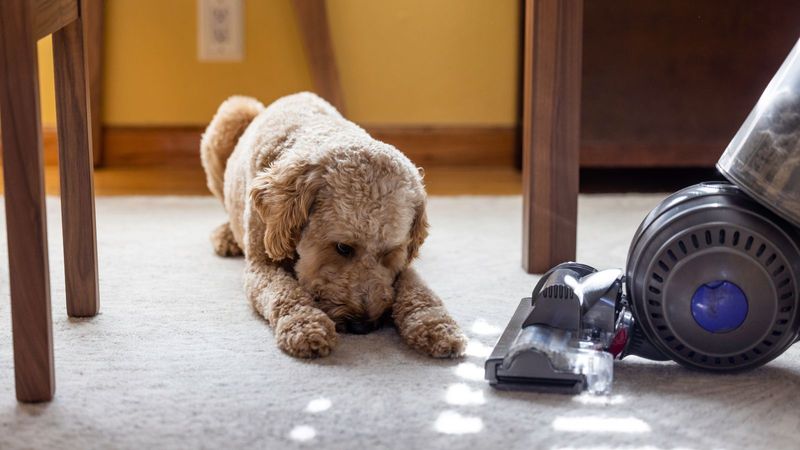 Vacuum Cleaners: The Roaring Monster