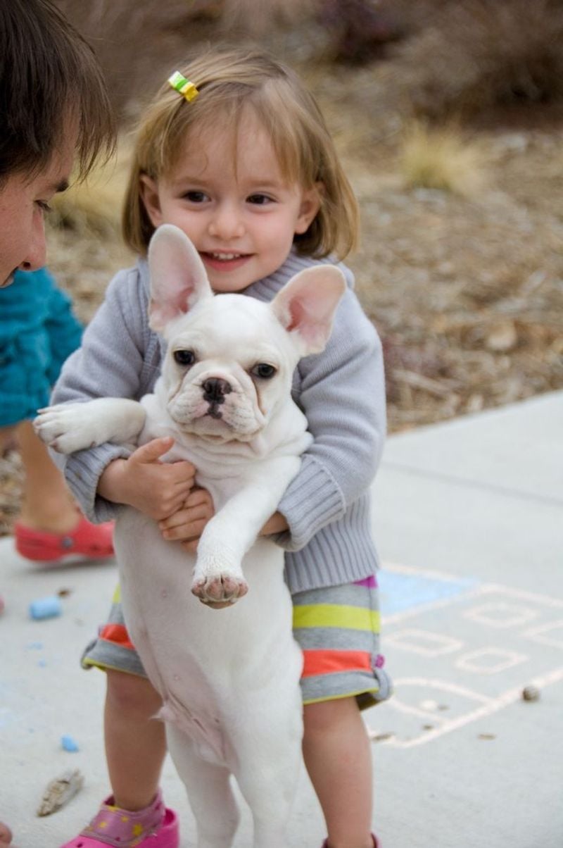 French Bulldog