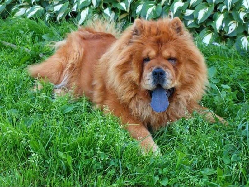 Chow Chow – The Ancient Chinese Guardian (220 PSI)