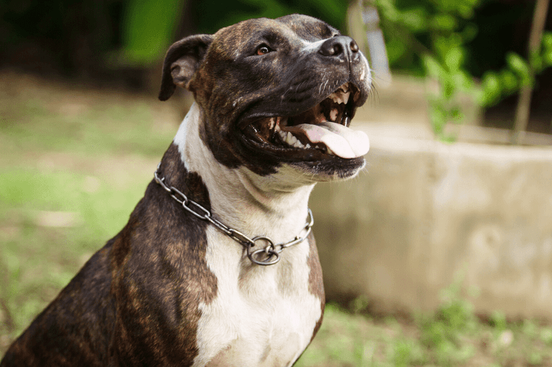 Brindle - Nature's Tiger Stripes