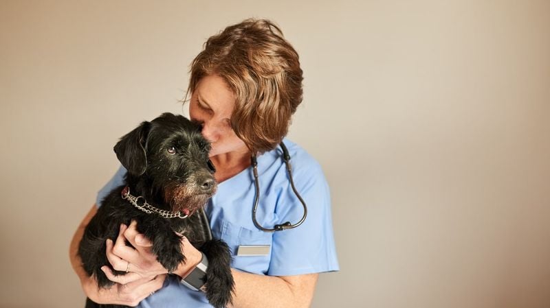 Your Vet Gently Recommends Euthanasia