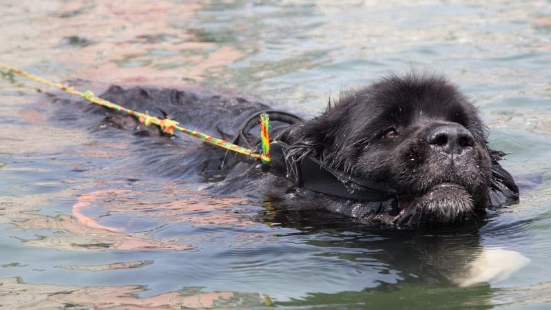 The Water Rescue Hero: Newfoundland