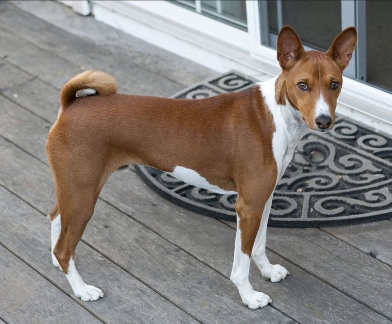 Basenji