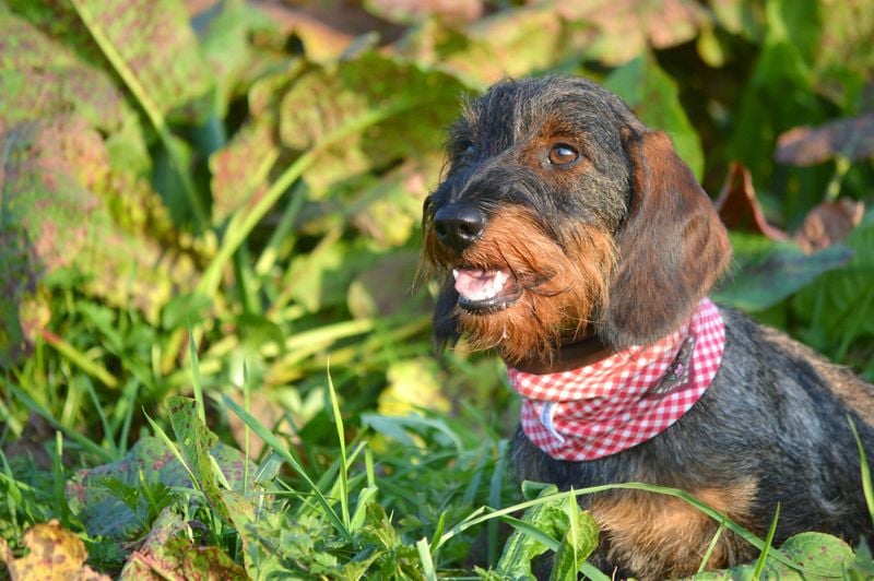 Dachshund