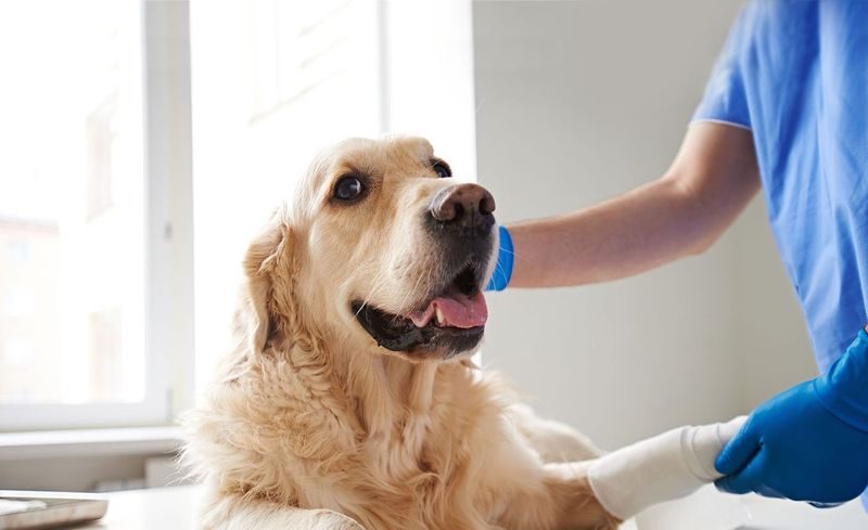 Schedule Regular Vet Checks for Flea Control Guidance