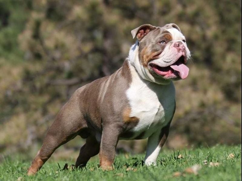 Olde English Bulldogge: The Healthier Revival