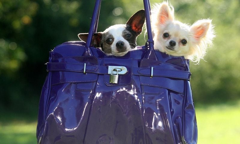 People Who View Pets as Accessories