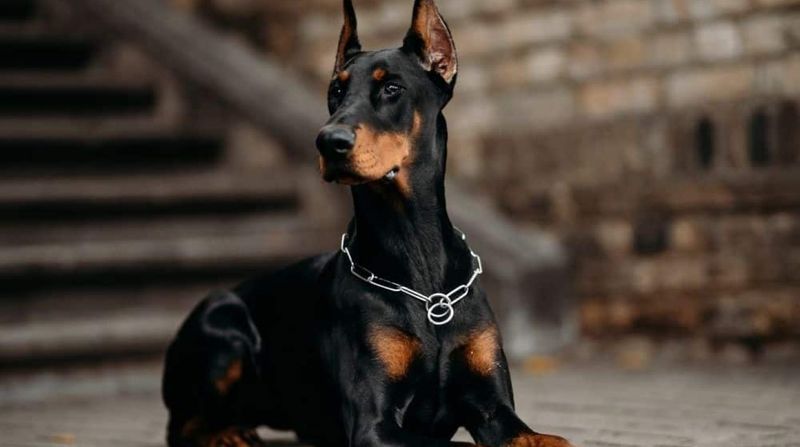 ENTJ – Doberman Pinscher