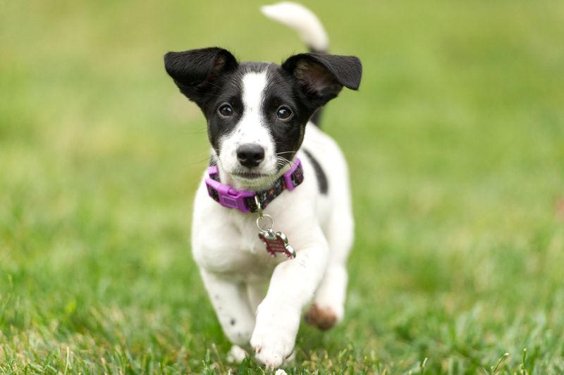 Jack Russell Terrier: Small Packages With Outsized Attitude