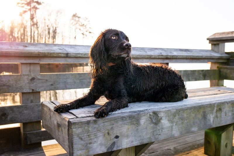 Boykin Spaniel
