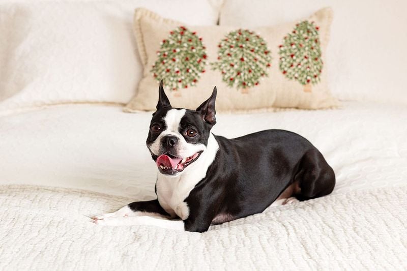 Boston Terrier
