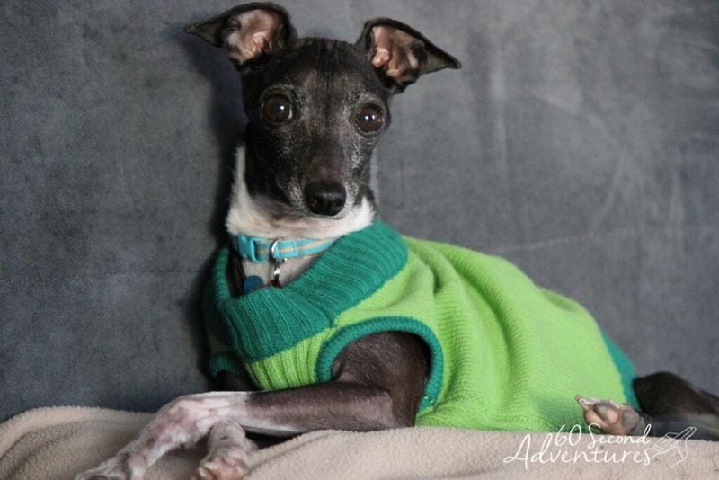 Italian Greyhound: The Delicate Speedster With Special Requirements