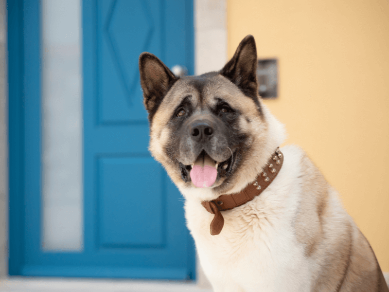 Akita: Dignified Protectors With Strong Opinions