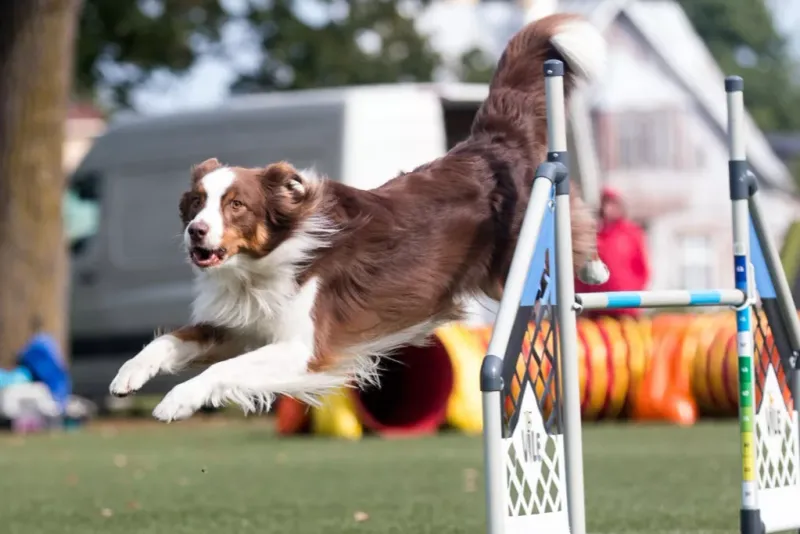 Australian Shepherd