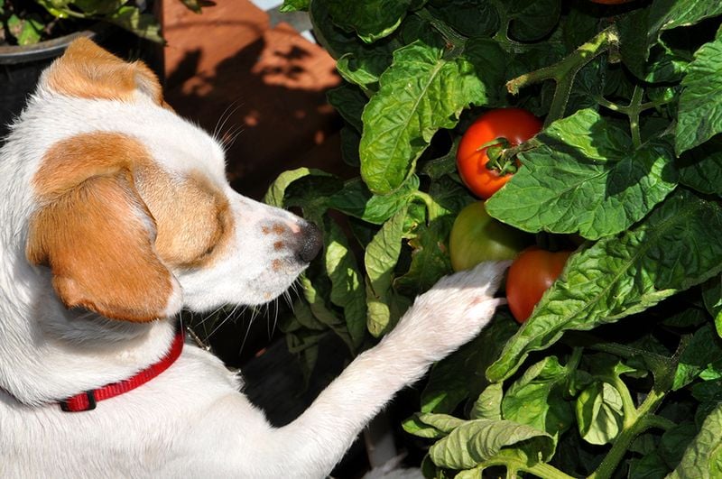 Tomatoes (Unripe or Green)