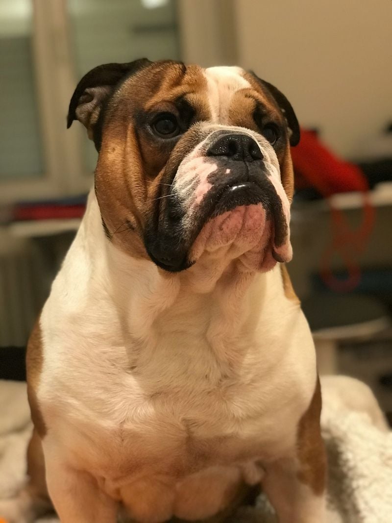 Olde English Bulldogge x Pit Bull