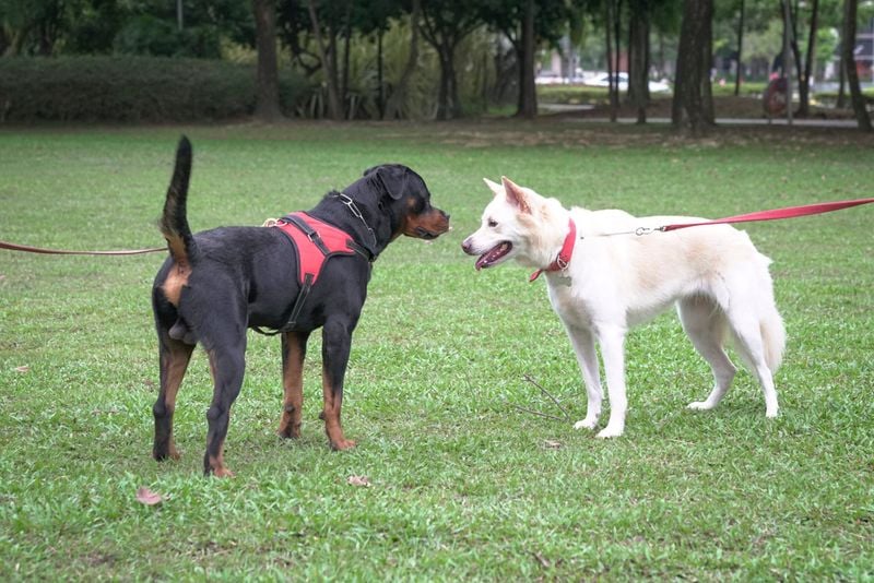 May Not Get Along with Other Dogs