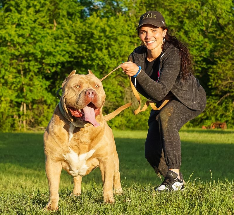 American Bully XXL
