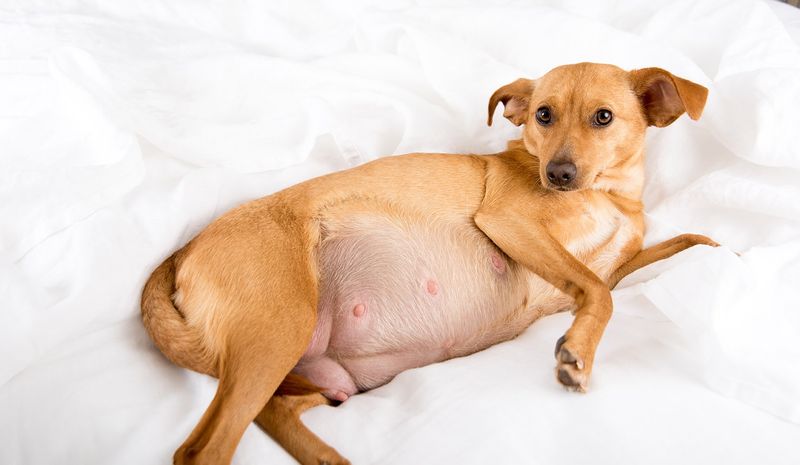Pseudopregnancy Happens More Than You’d Think