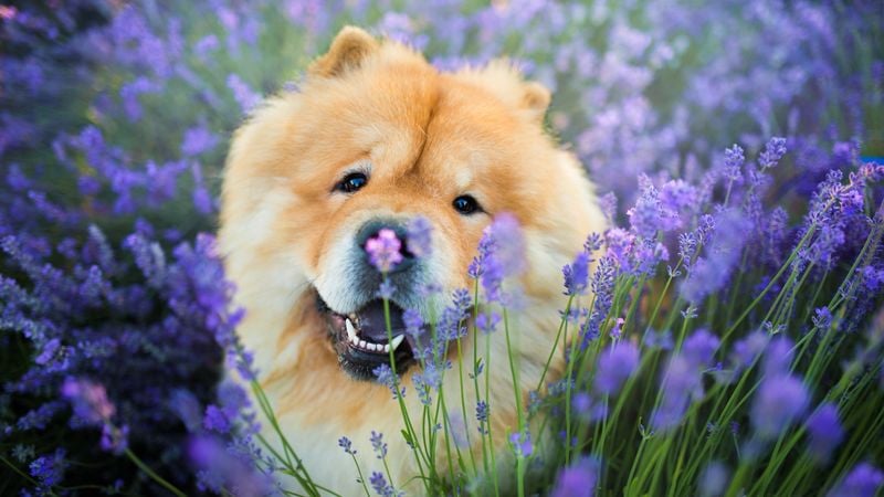 Chow Chow