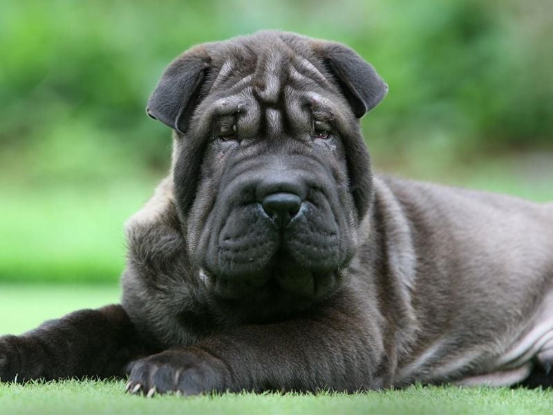 Shar Pei: The Wrinkled Warrior