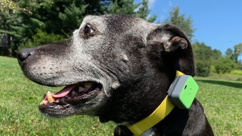 Use GPS Trackers on Collars