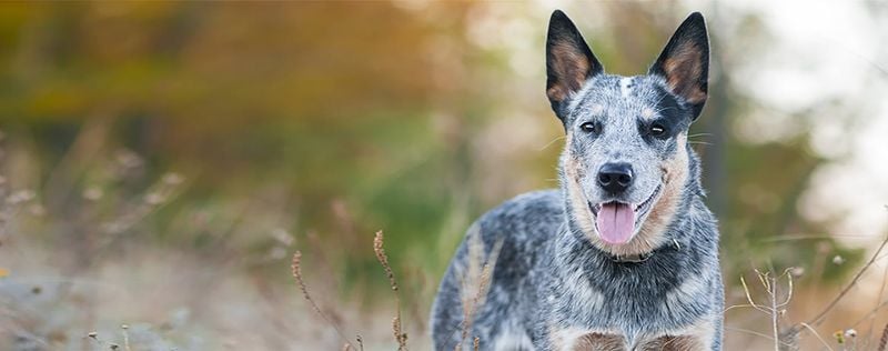 Australian Cattle Dog