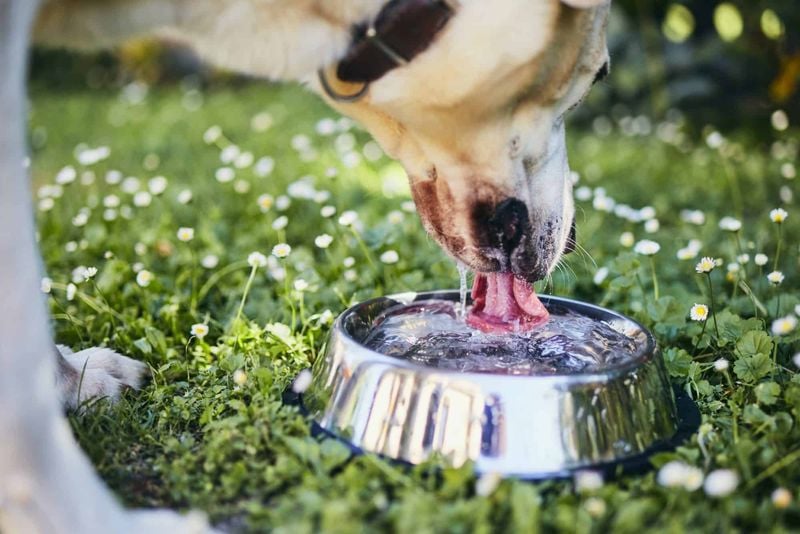 Full Water Bowls Hide Dehydration Risks