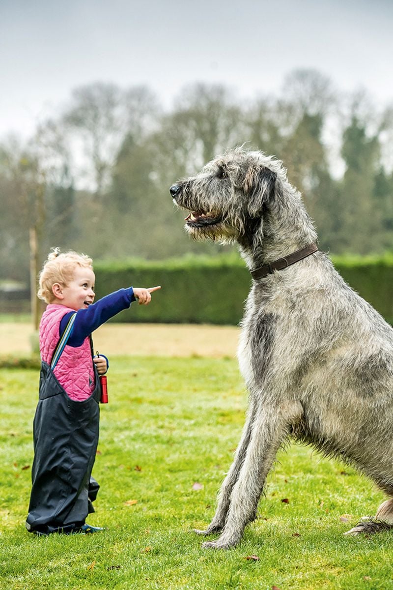 Irish Wolfhound