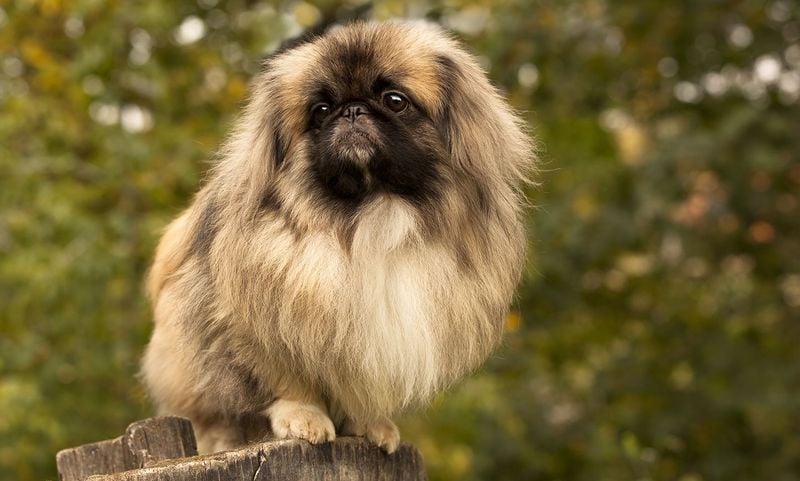 Pekingese: Ancient Palace Guards with Regal Devotion