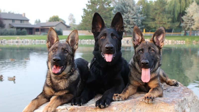 German Shepherd