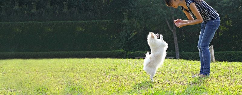 Small Dogs Don’t Need Training
