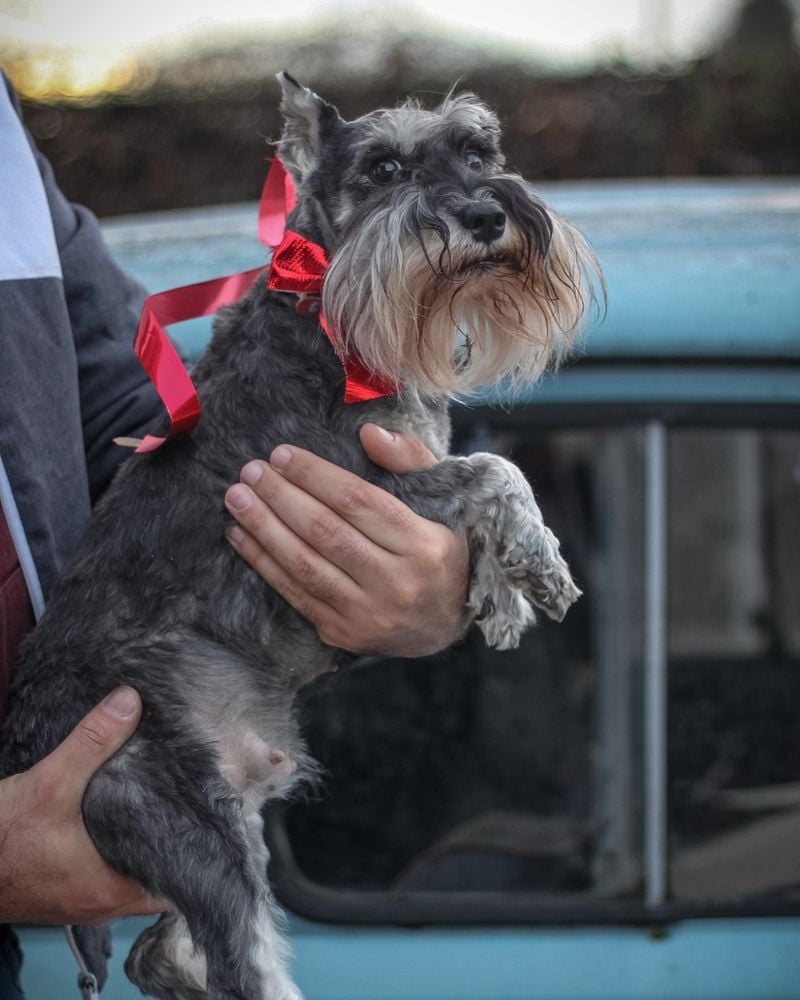 Miniature Schnauzer