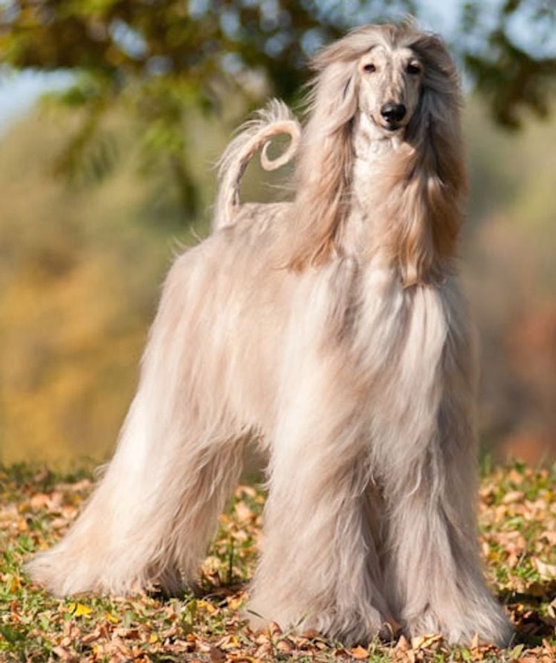 Afghan Hound: The Aristocrat of Dogs