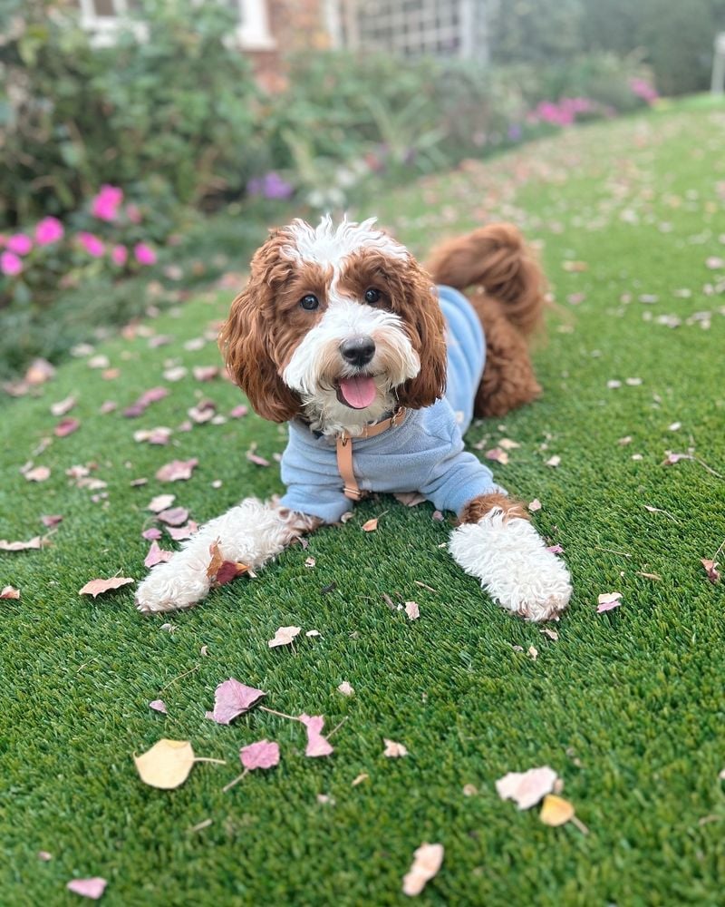 Goldendoodle