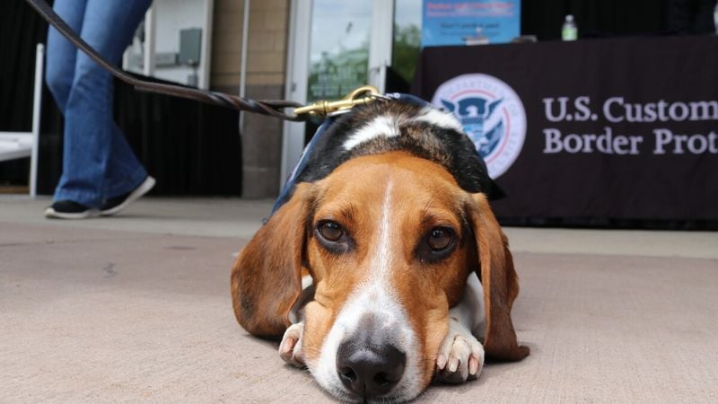 Beagle: Pocket-Sized Scent Powerhouse