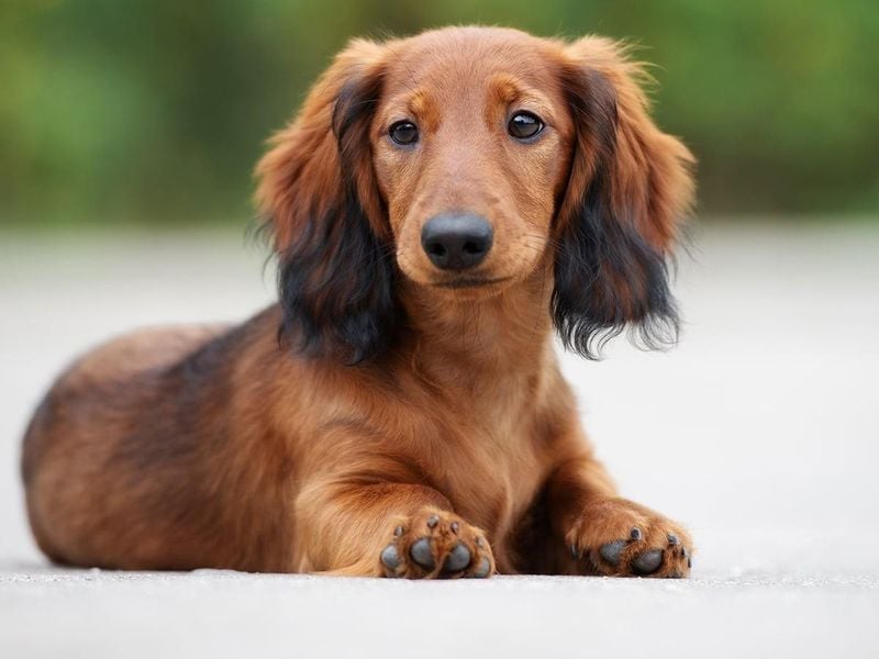 Dachshund: Spunky Sausages with Attitude