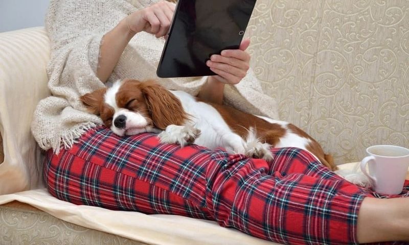 Cavalier King Charles Spaniel
