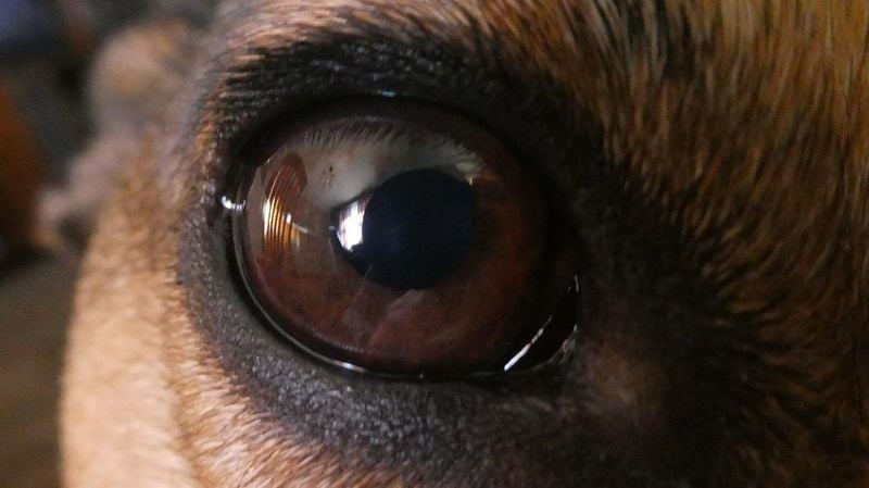 Dogs See in Black and White