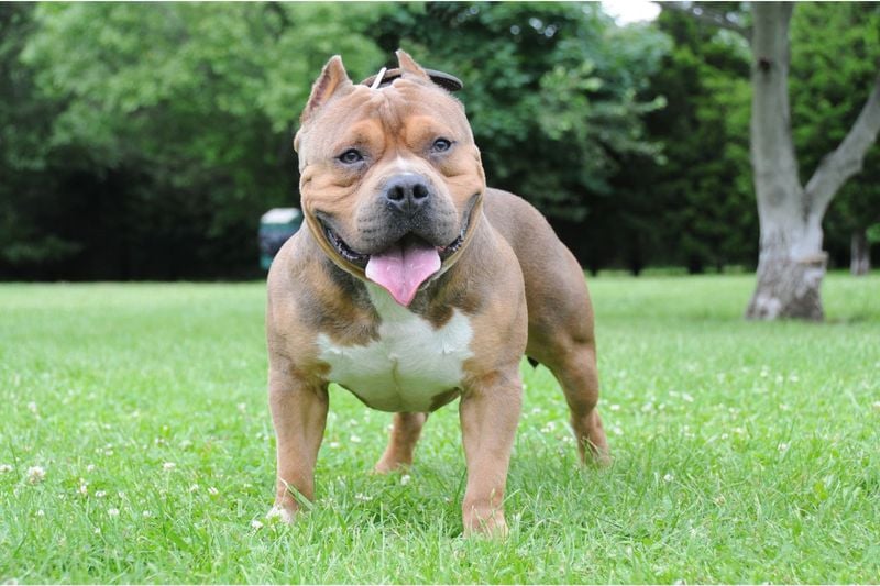 American Bully: The Muscular Fashion Statement