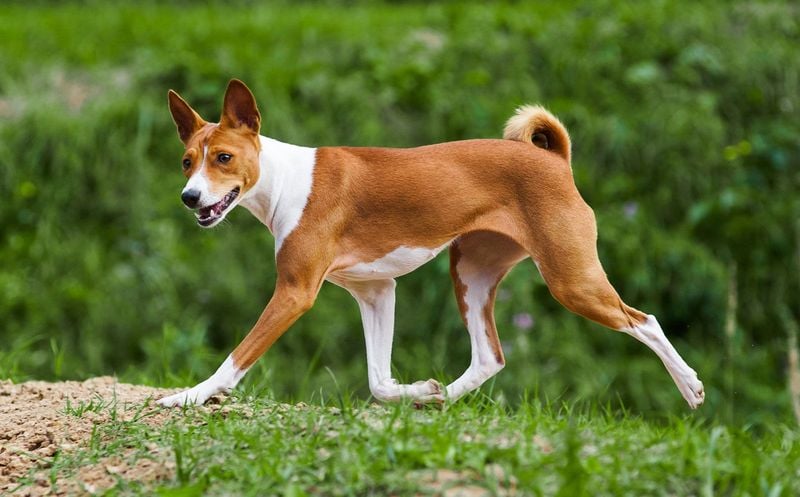 Basenji: Silent Stalker