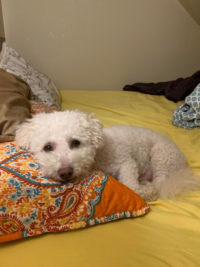 Bichon Frise: The Living Teddy Bear