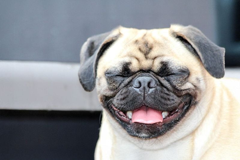 Pug: The Compact Comedian
