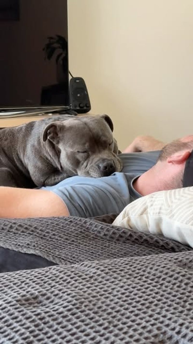 Staffordshire Bull Terrier: Muscular Cuddle Machine