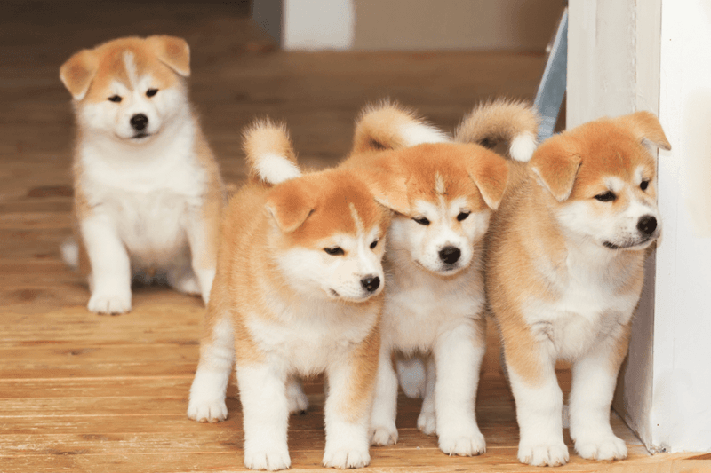 Akita: The Noble Protector