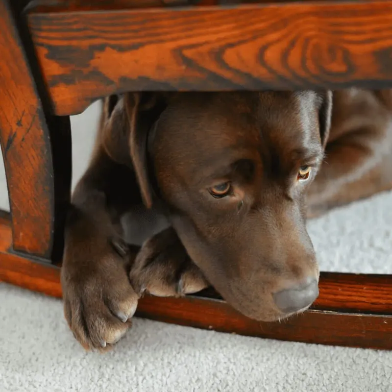 Owner Behavior